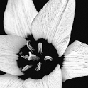 Blume DDD_3332 Kopie.jpg   26.04